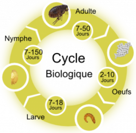 Le cycle biologique de la puce
