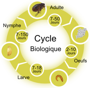 Le cycle biologique de la puce